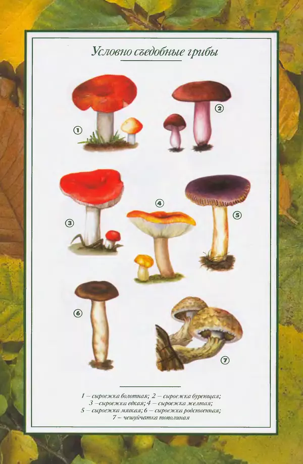 Алексей Умельцев - Энциклопедия грибника - Страница № 288