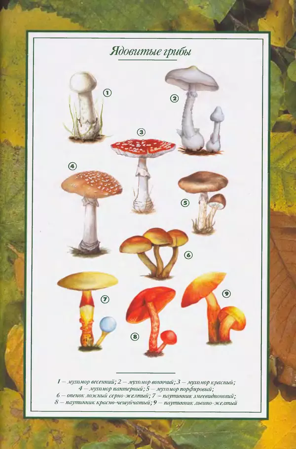 Алексей Умельцев - Энциклопедия грибника - Страница № 291