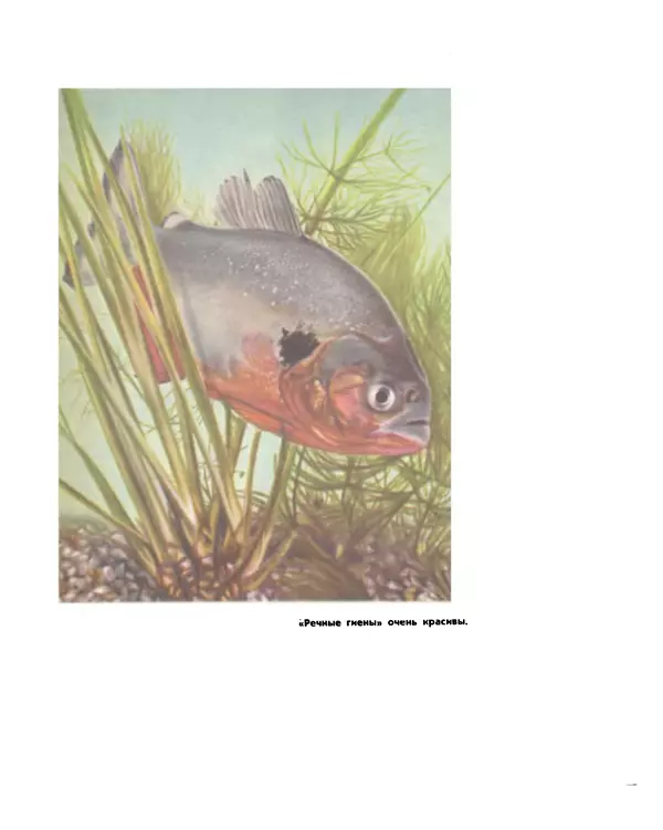 Марк Махлин - Занимательный аквариум - Страница № 105