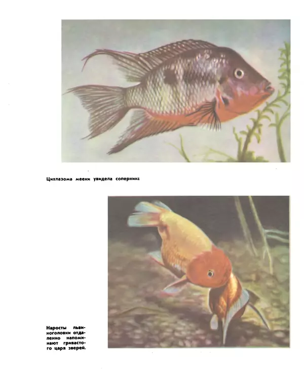 Марк Махлин - Занимательный аквариум - Страница № 138