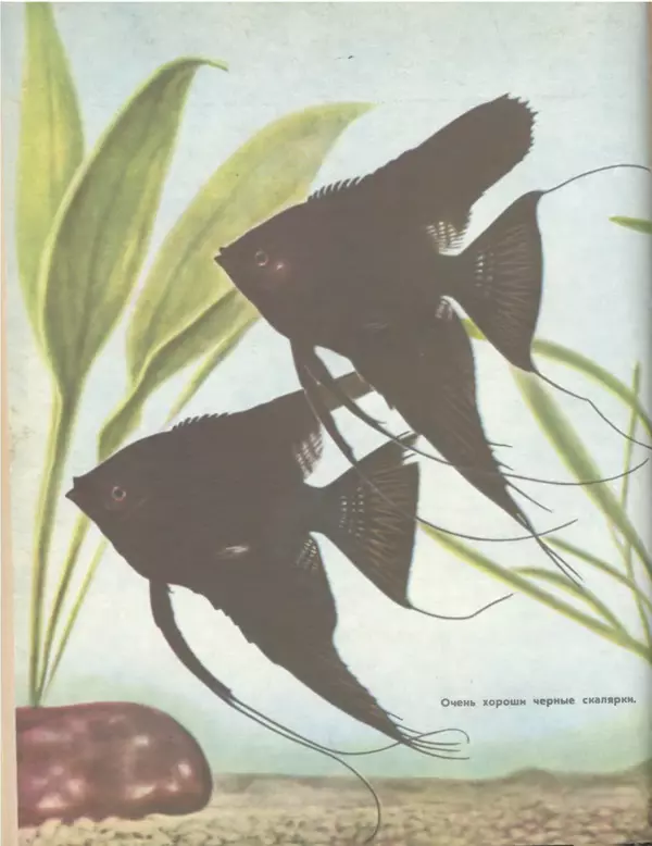 Марк Махлин - Занимательный аквариум - Страница № 139