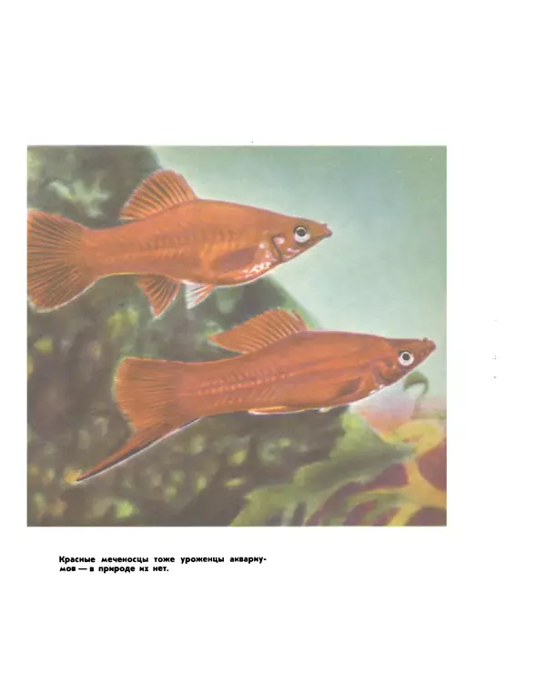 Марк Махлин - Занимательный аквариум - Страница № 222