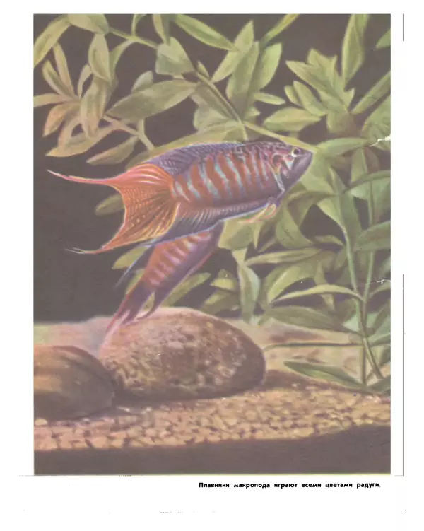 Марк Махлин - Занимательный аквариум - Страница № 256