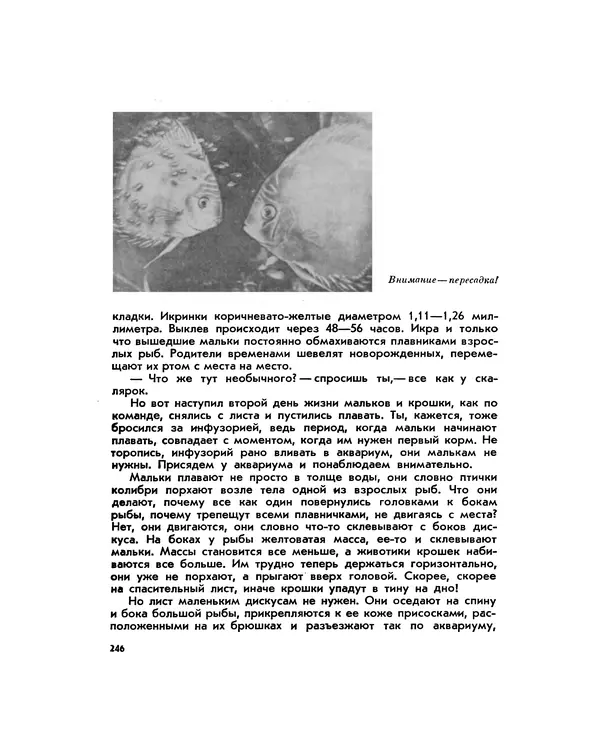 Марк Махлин - Занимательный аквариум - Страница № 262