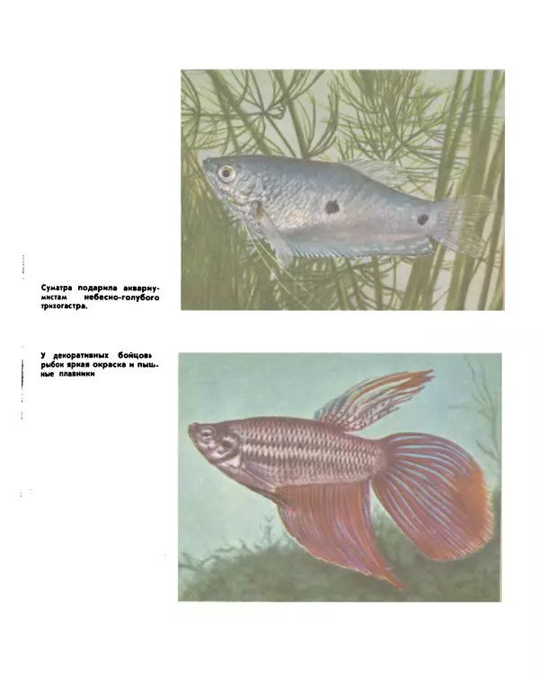 Марк Махлин - Занимательный аквариум - Страница № 37