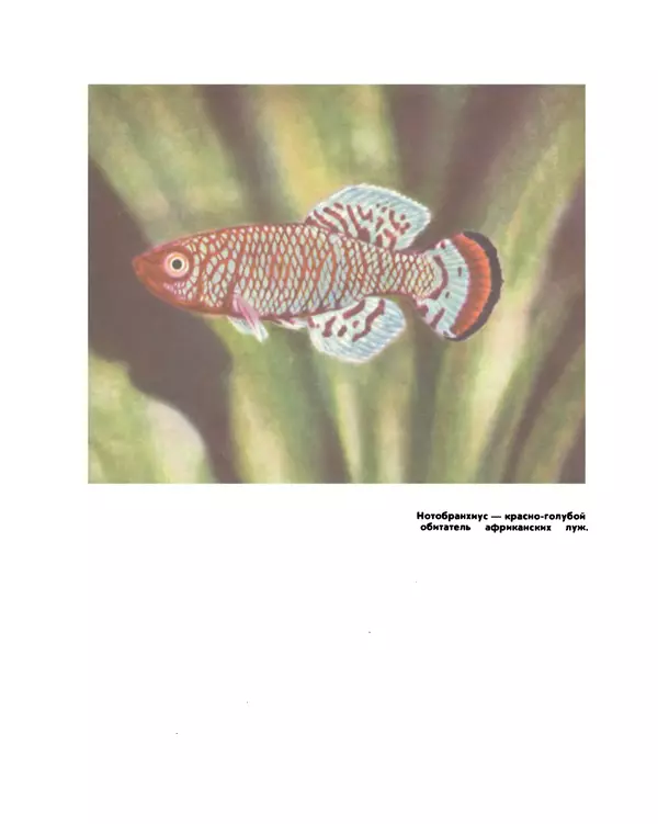 Марк Махлин - Занимательный аквариум - Страница № 38