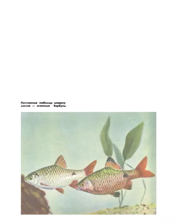Марк Махлин - Занимательный аквариум - Страница № 71