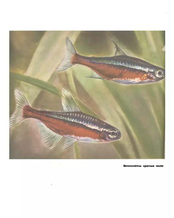 Марк Махлин - Занимательный аквариум - Страница № 72