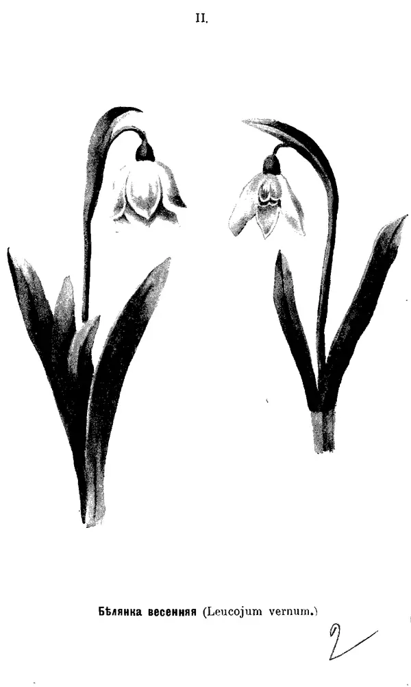 Дмитрий Кайгородов - Наши весенние цветы - Страница № 10