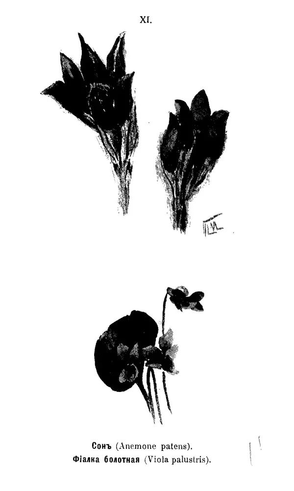 Дмитрий Кайгородов - Наши весенние цветы - Страница № 55