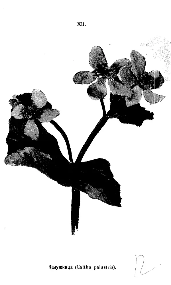 Дмитрий Кайгородов - Наши весенние цветы - Страница № 60