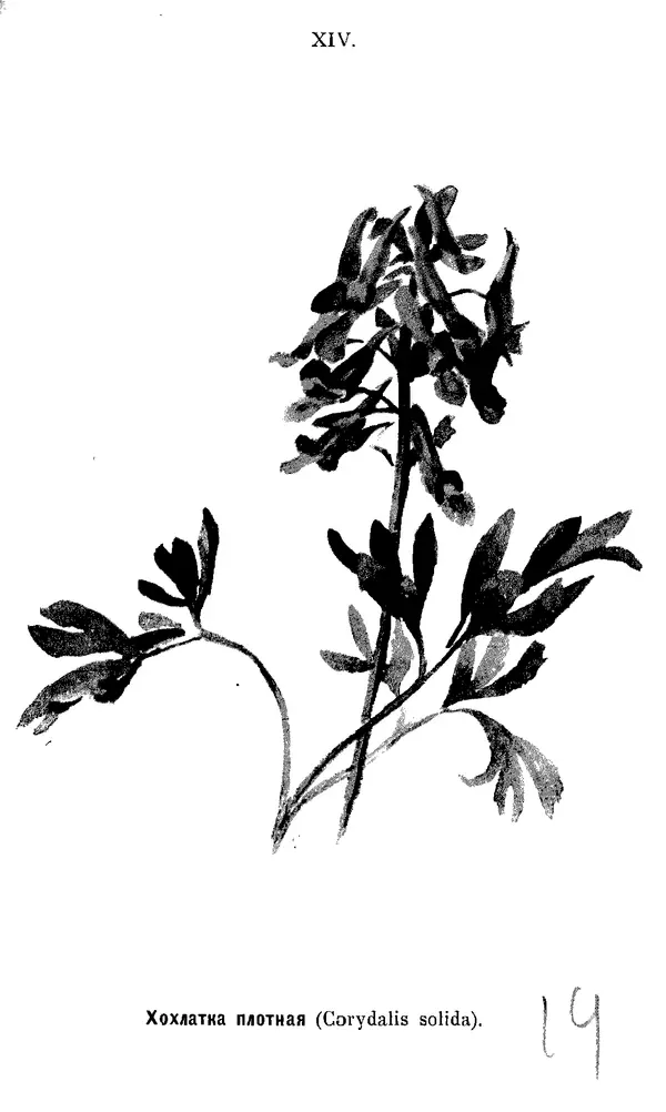 Дмитрий Кайгородов - Наши весенние цветы - Страница № 70