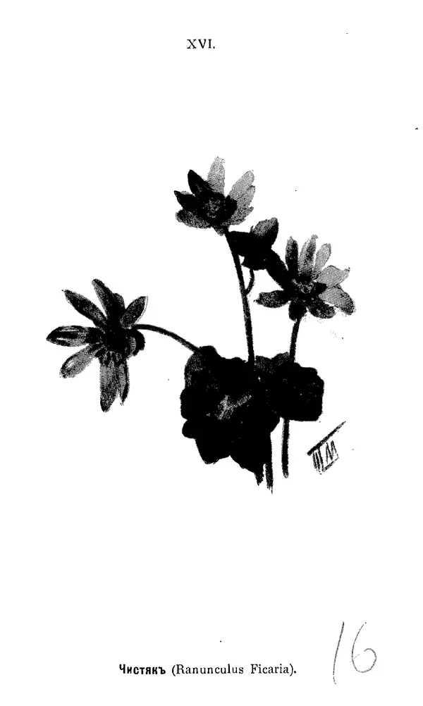 Дмитрий Кайгородов - Наши весенние цветы - Страница № 78