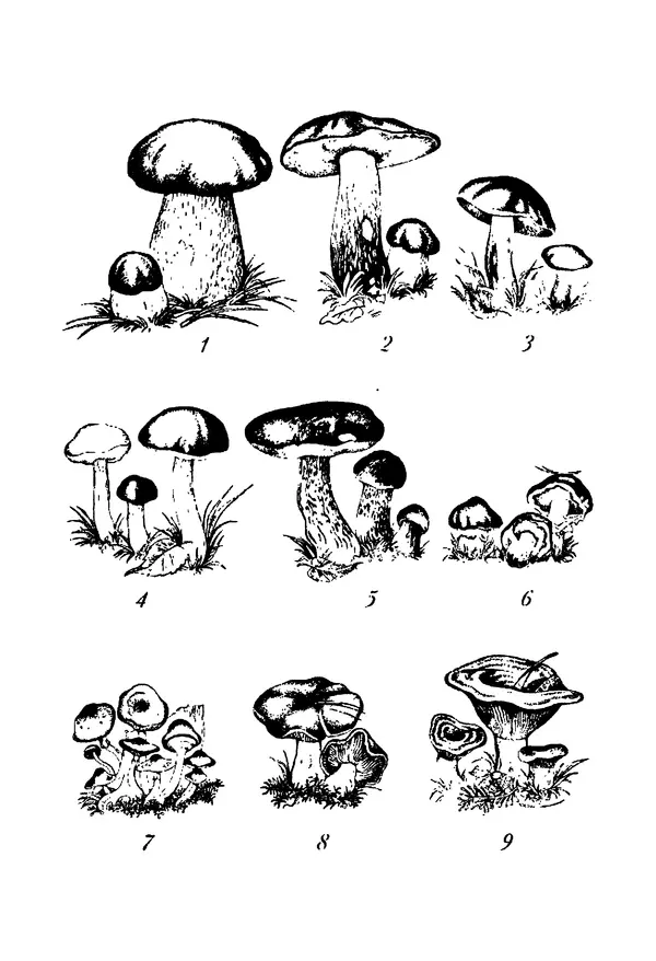 И. Довбенко - Сбор и заготовка грибов - Страница № 14