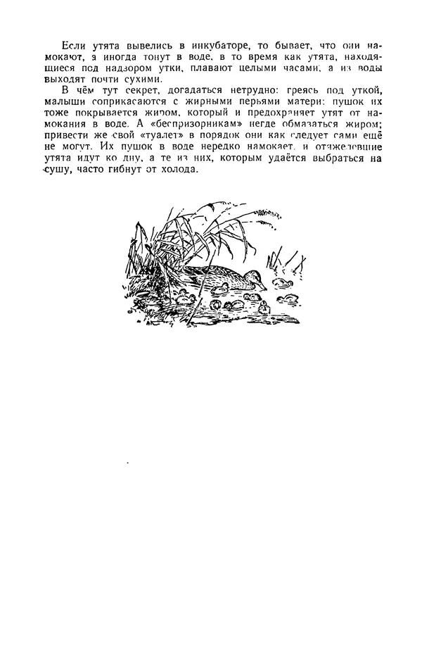 Петр Мантейфель - Рассказы натуралиста - Страница № 67