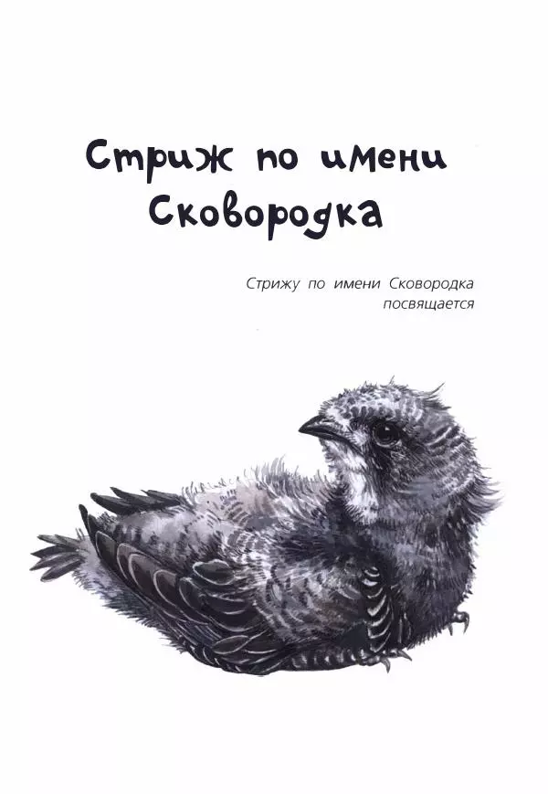 Людмила Одинцова - Я считаю ворон. Стриж по имени Сковородка - Страница № 6