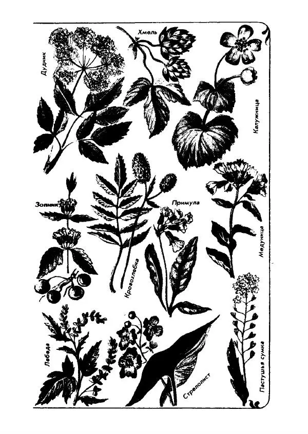 Александр Стрижев - Лесная скатерть-самобранка - Страница № 96