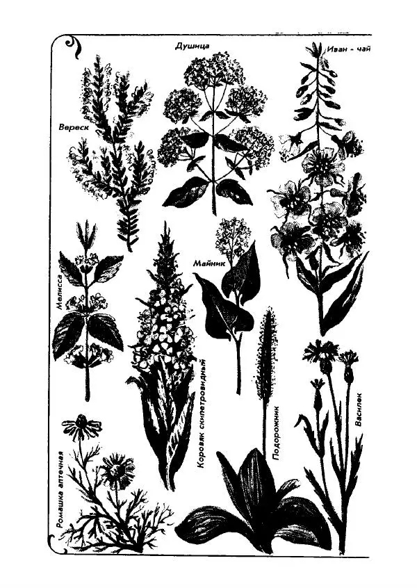 Александр Стрижев - Лесная скатерть-самобранка - Страница № 225