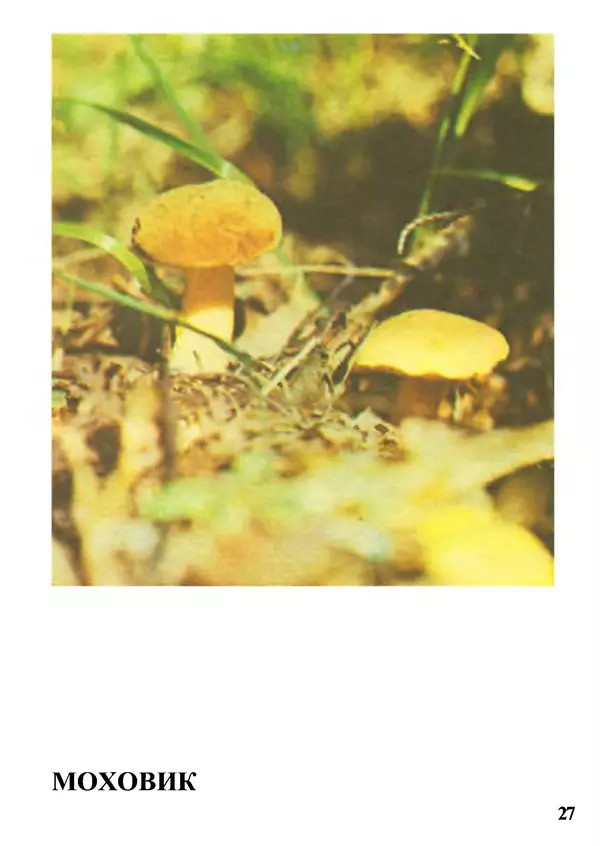 Б. Андрест - Грибы. Каталог - Страница № 28