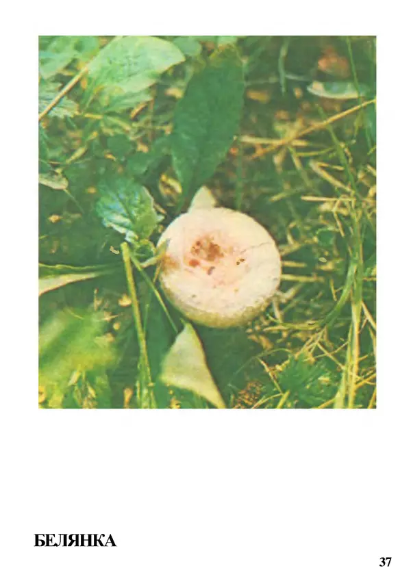 Б. Андрест - Грибы. Каталог - Страница № 38