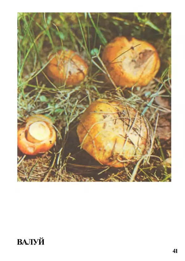 Б. Андрест - Грибы. Каталог - Страница № 42