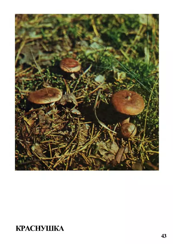 Б. Андрест - Грибы. Каталог - Страница № 44
