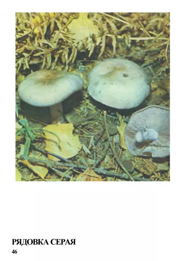 Б. Андрест - Грибы. Каталог - Страница № 47