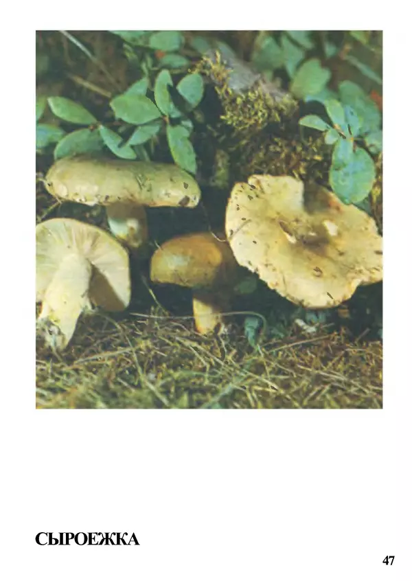 Б. Андрест - Грибы. Каталог - Страница № 48
