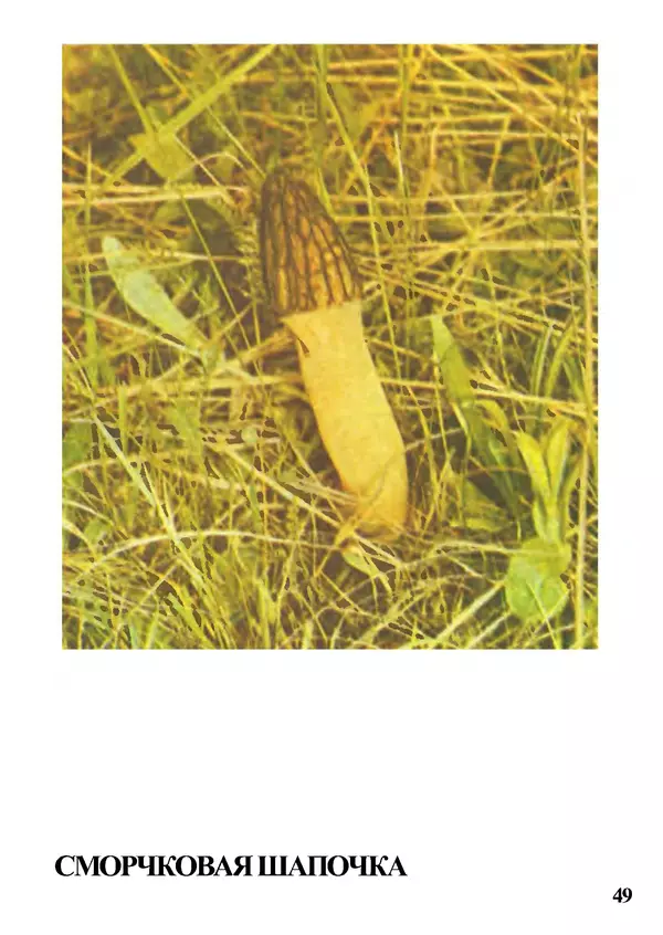 Б. Андрест - Грибы. Каталог - Страница № 50