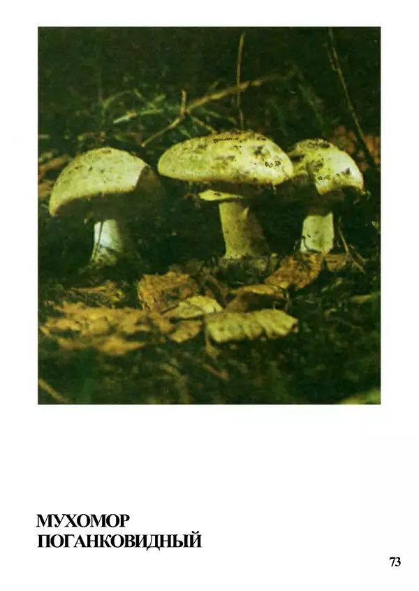 Б. Андрест - Грибы. Каталог - Страница № 74