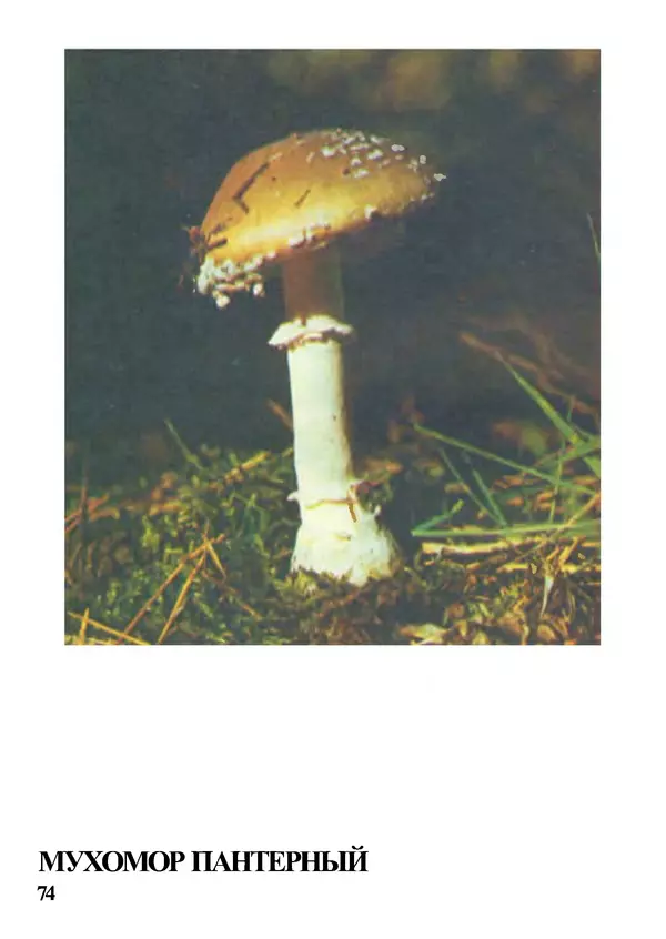 Б. Андрест - Грибы. Каталог - Страница № 75