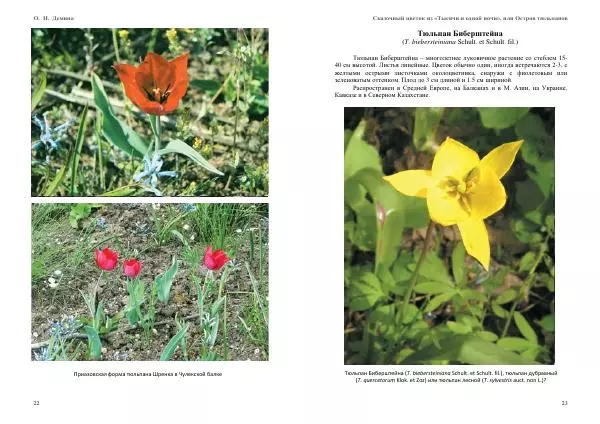 О. Демина - Сказочный цветок из «Тысячи и одной ночи», или остров тюльпанов - Страница № 12