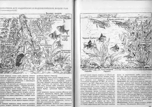 Ганс Фрей - Твой аквариум - Страница № 38