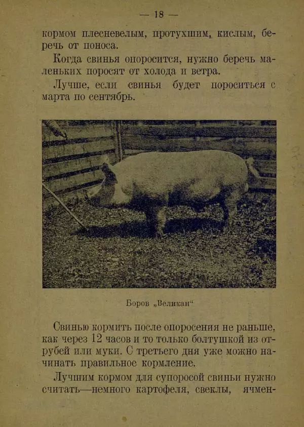 В. Лейман - Ваня-свиновод - Страница № 22