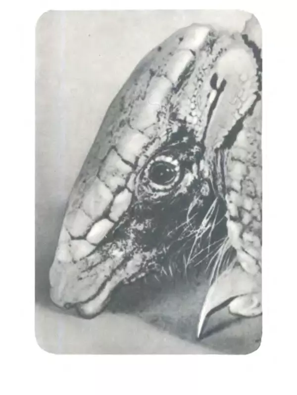 Игорь Акимушкин - Мир животных Том 2 - Страница № 18