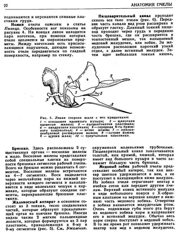 А. Рут - Энциклопедия пчеловодства - Страница № 22