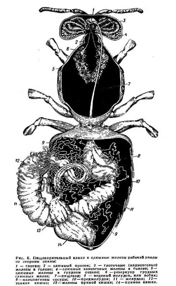 А. Рут - Энциклопедия пчеловодства - Страница № 24