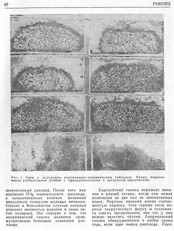 А. Рут - Энциклопедия пчеловодства - Страница № 62