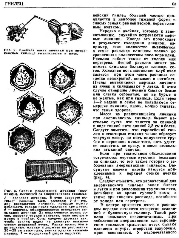 А. Рут - Энциклопедия пчеловодства - Страница № 63