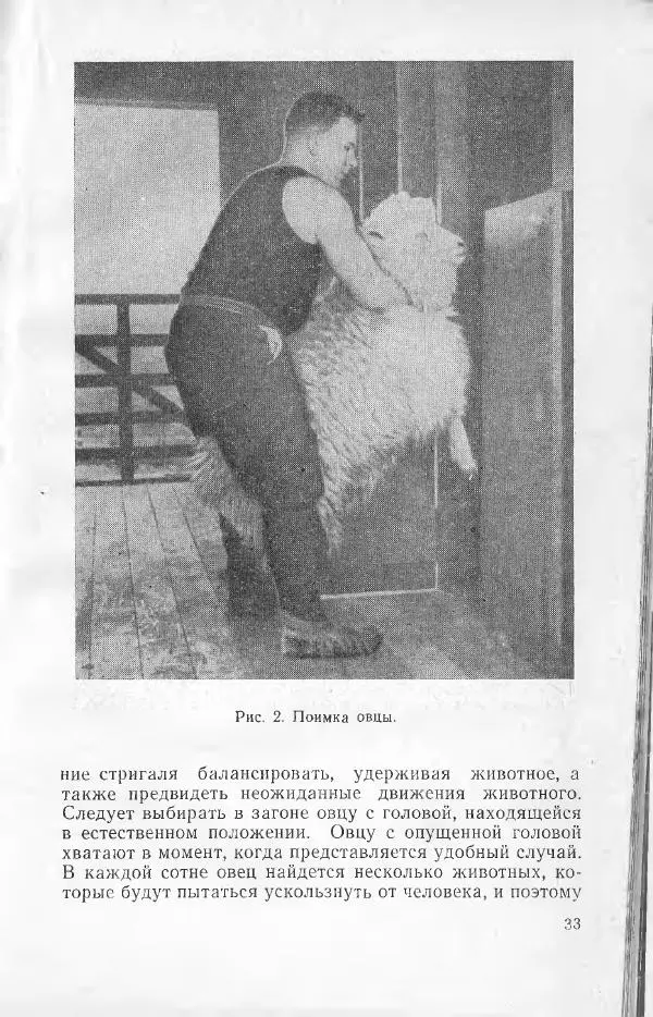 Годарри Боуэн - Мастерство стрижки овец - Страница № 33 Годарри Боуэн - Мастерство стрижки овец - Страница № 33