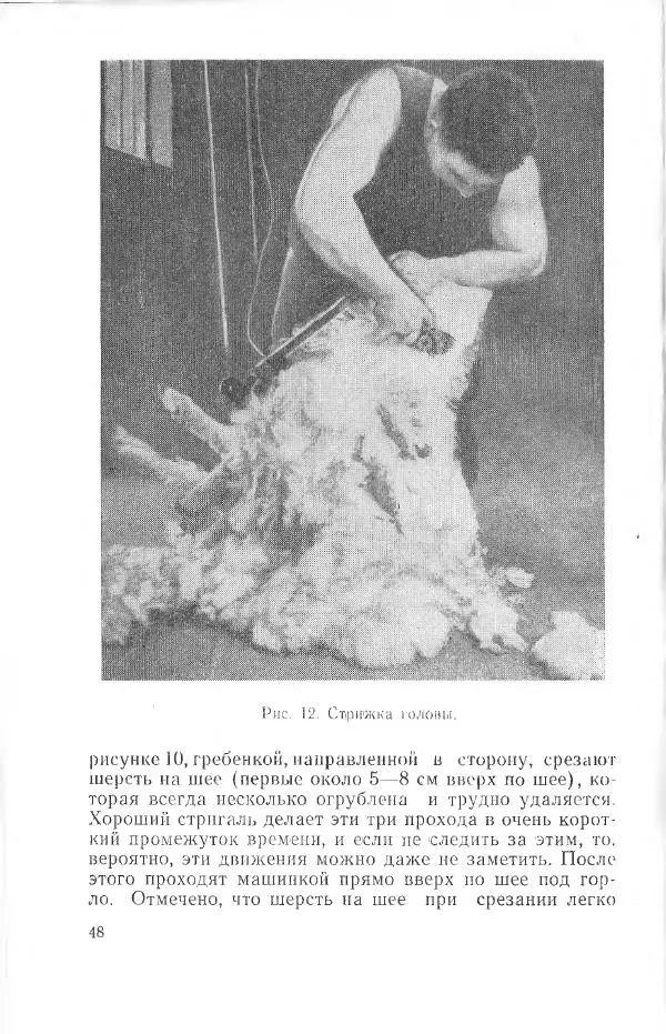 Годарри Боуэн - Мастерство стрижки овец - Страница № 48 Годарри Боуэн - Мастерство стрижки овец - Страница № 48
