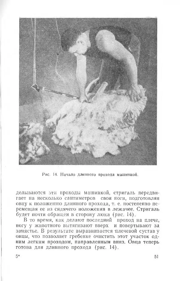 Годарри Боуэн - Мастерство стрижки овец - Страница № 51 Годарри Боуэн - Мастерство стрижки овец - Страница № 51