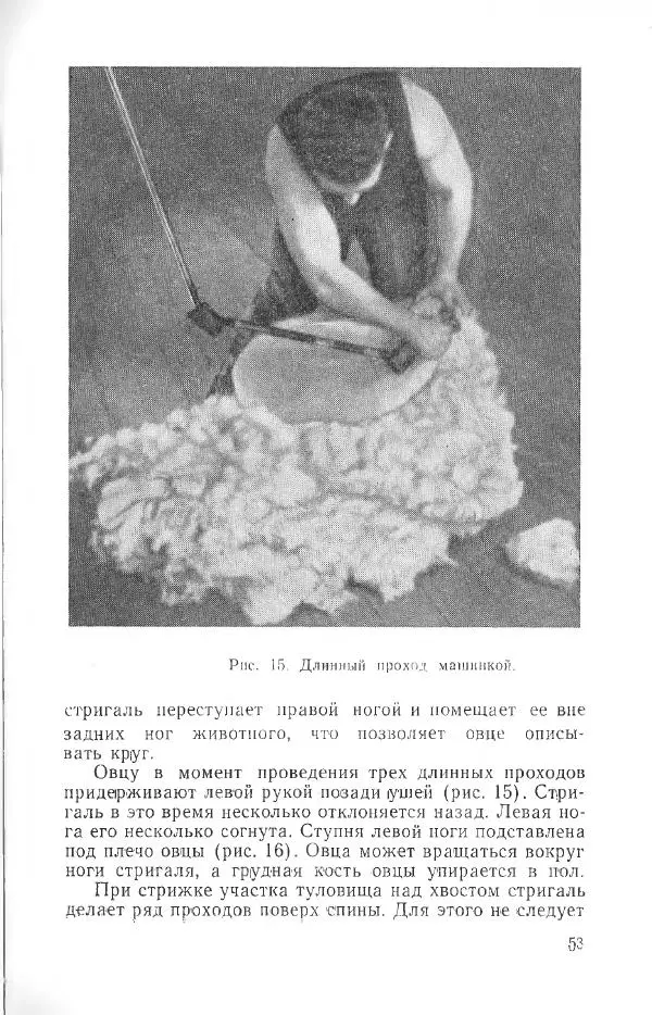 Годарри Боуэн - Мастерство стрижки овец - Страница № 53 Годарри Боуэн - Мастерство стрижки овец - Страница № 53