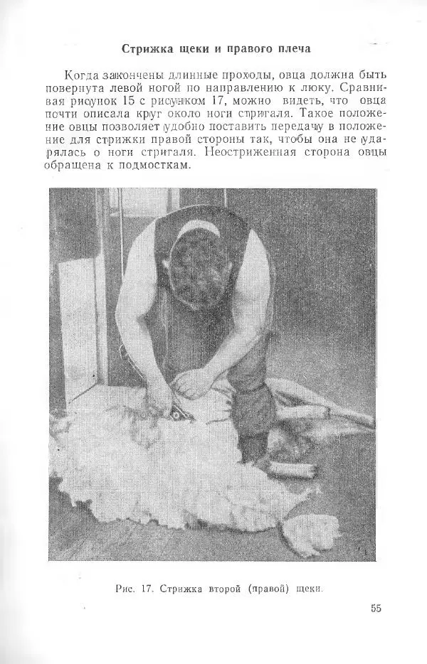 Годарри Боуэн - Мастерство стрижки овец - Страница № 55 Годарри Боуэн - Мастерство стрижки овец - Страница № 55