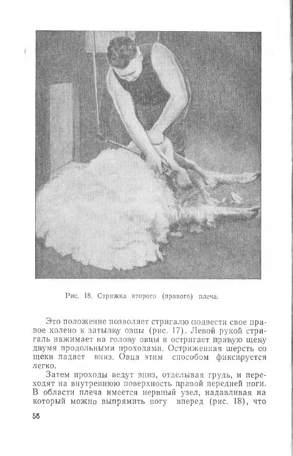 Годарри Боуэн - Мастерство стрижки овец - Страница № 56 Годарри Боуэн - Мастерство стрижки овец - Страница № 56