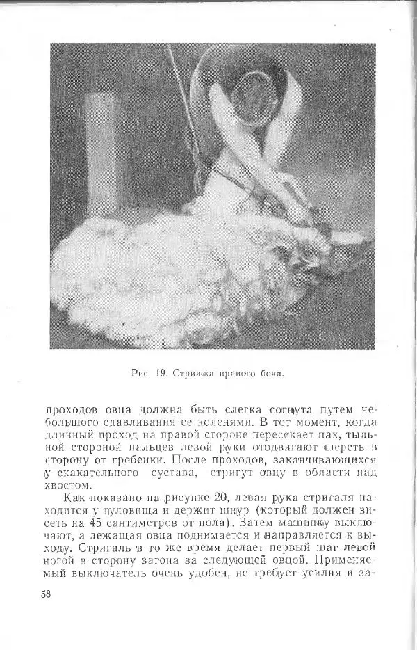 Годарри Боуэн - Мастерство стрижки овец - Страница № 58 Годарри Боуэн - Мастерство стрижки овец - Страница № 58