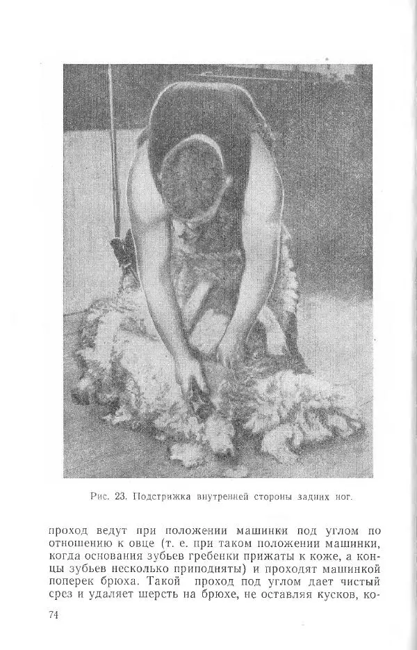 Годарри Боуэн - Мастерство стрижки овец - Страница № 74 Годарри Боуэн - Мастерство стрижки овец - Страница № 74