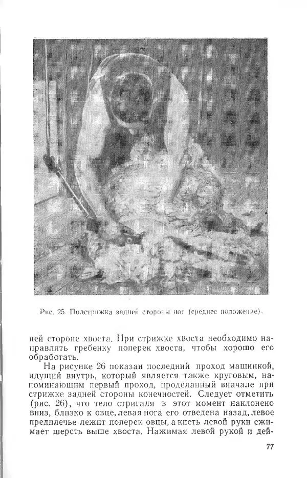 Годарри Боуэн - Мастерство стрижки овец - Страница № 77 Годарри Боуэн - Мастерство стрижки овец - Страница № 77