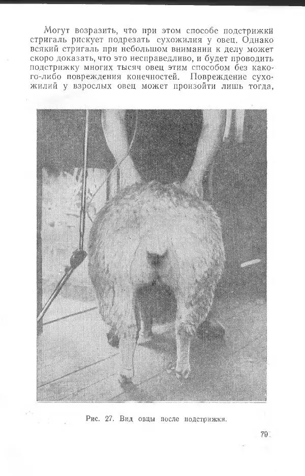 Годарри Боуэн - Мастерство стрижки овец - Страница № 79 Годарри Боуэн - Мастерство стрижки овец - Страница № 79