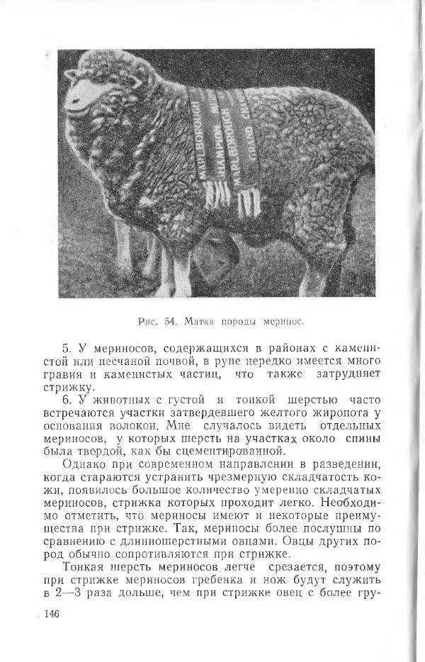 Годарри Боуэн - Мастерство стрижки овец - Страница № 146 Годарри Боуэн - Мастерство стрижки овец - Страница № 146
